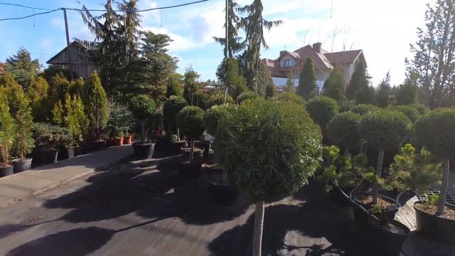 Thuja occidentalis 'Brabant'żywotnik zachodni 'Brabant' na pniu