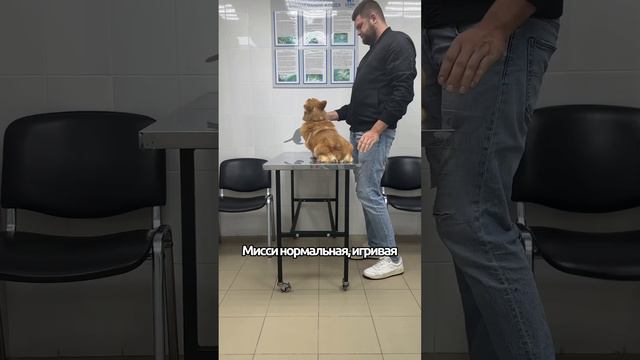 Мисюньчик приболела 🥹 #shortsvideo #corgi #funny #puppy #shortvideo #shotrs #корги смотреть онлайн