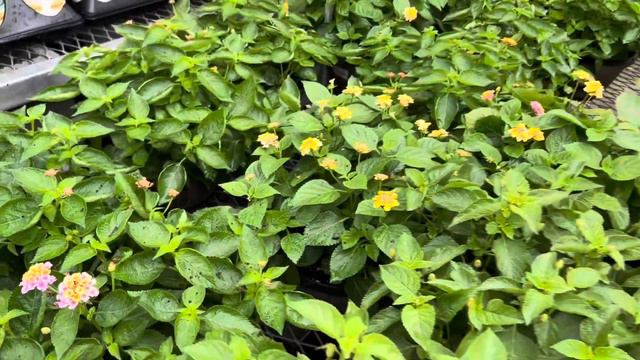 Home Depot Garden Center visit to check out new plants and flowers in stock and sale items!