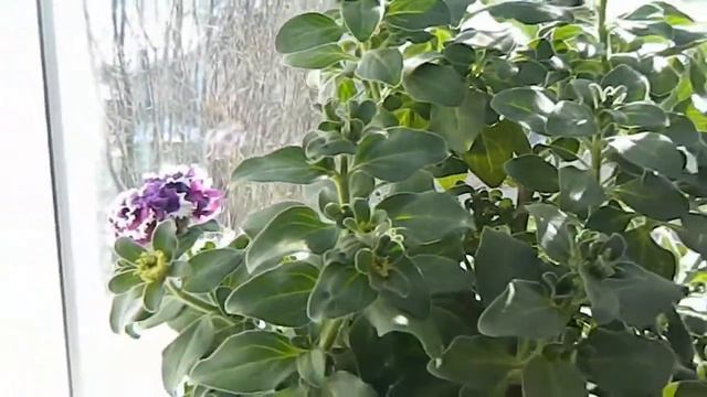 Петуния. Маточник зацвел.