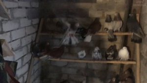 Николаевские голуби Валерия. Самарская область 2021