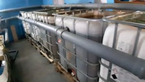 УЗВ ОБЗОР! Долгожданное видео. Мраморный, клариевый сом. #мраморныйсом #клариевыйсом #узв