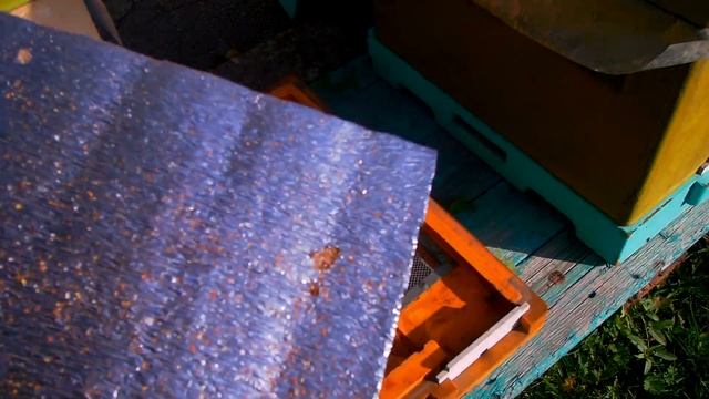 Осмотр обработка от клеща (варроатоза) ...2021г.....)) любительское пчеловодство смотреть онлайн