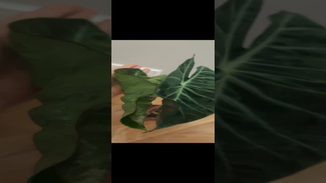 Алоказия Пинк Драгон выпускает новый лист 🌿 тг plantsnn #алоказия #shorts #нижнийновгород