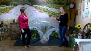 Луховицкий огурец