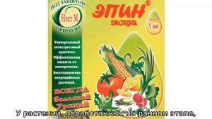 Эпин для рассады помидор