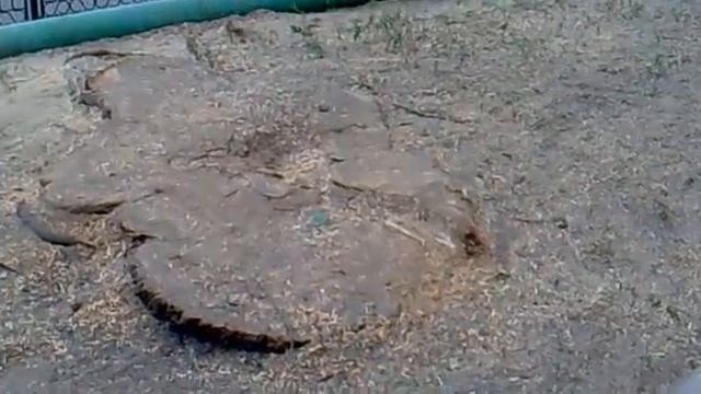 Вырубка деревьев в городе Алматы 31 июля 2012! смотреть онлайн