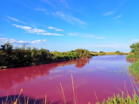 Водоем в Каталонии окрасился в пурпурно-красный цвет