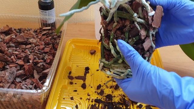 РАСПУТАТЬ длинные КОРНИ ОРХИДЕИ и посадить в кору