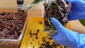 РАСПУТАТЬ длинные КОРНИ ОРХИДЕИ и посадить в кору