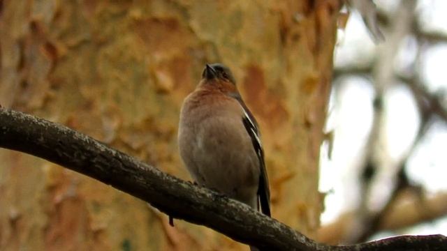 Зяблик. Певчие птицы России смотреть онлайн