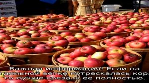 Почему трескается кора на яблонях (что делать)