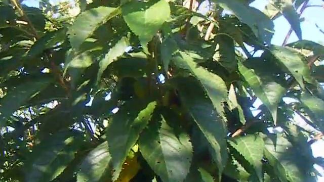 Sap Trees Prunus serrula Kanzan 8-10cm girth смотреть онлайн