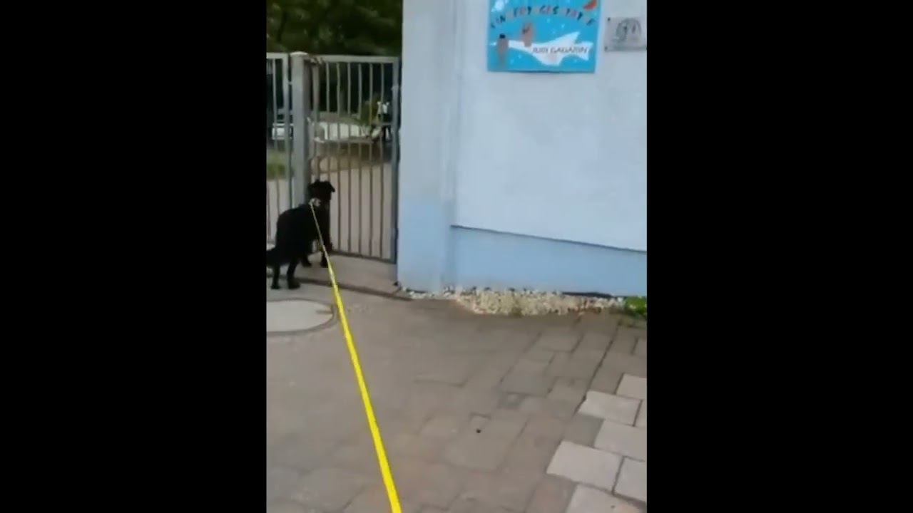 Удачное пристройство в Германию. Бобчик.#приютдлясобак  #dogsshelter