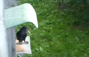 Как поёт скворец - Вот кто оказывается квакает под окном!