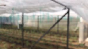 Теплица зимой. Аквапоника в теплице. Помидоры ? в типлмце.