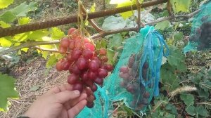 Виноград , Эльдорадо, г/ф Кашича