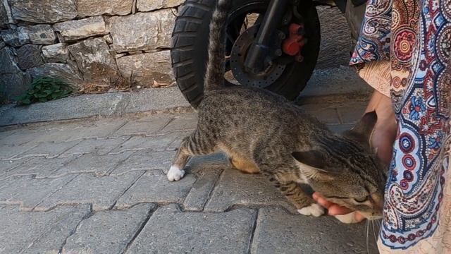 Young cat with white paws learned to trust me quickly смотреть онлайн