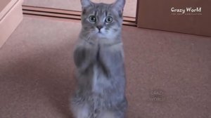 СМЕШНЫЕ КОТЫ И КОШКИ 2016 ПРИКОЛЫ С КОТАМИ И КОШКАМИ 2016 #25