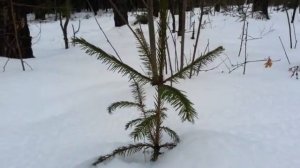 СКАЗОЧНЫЙ ЗИМНИЙ ЛЕС. ЗИМНЯЯ ЭКСКУРСИЯ НА ПРИРОДУ. КРАСИВАЯ ПРИРОДА. (C) UNOSTMK