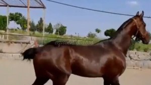 Akhalteke horses/ ахалтекинские лошади