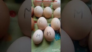 Ну что?,,Поехали,,?!!! Инкубация в картонной коробке!!!День первый.