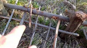 Как поймать голубя,фазана, сойку- легче некуда.