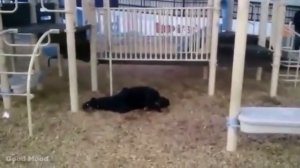 НЕЛЕПЫЙ ПАРКУР.  Лучшая подборка смешных неудачных трюков