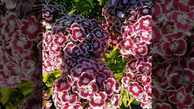 Цветёт ГВОЗДИКА. Садовые, многолетние, морозоустойчивые ЦВЕТЫ. смотреть онлайн