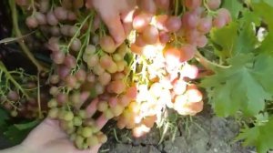 Виноград Румын селекция Гусева Сергея на 06.08.21