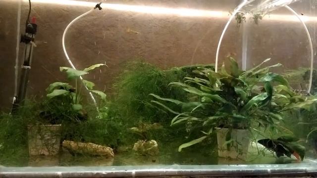 #Аквариум #для #начинающих #Гуппи #Рыбка #Часть #4 Заключительная смотреть онлайн