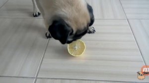 Мопс едит лемон|смешное видео с мопсом.