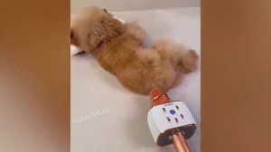 Пукнул в микрофон