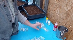 Посев кустовой петунии. Обзор сортов и расцветок.