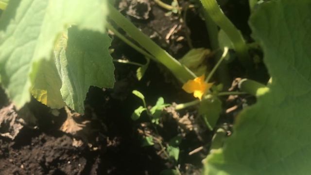 Кабачки начинают давать урожай