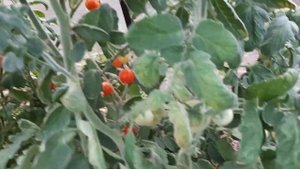 Лучшие 3 сорта Томатов. Урожайные + Мясистые. Раскрываю идеальные помидоры устойчивые к фитофторе.