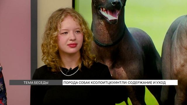 Древняя порода собак Ксолоитцкуинтли: как содержать?