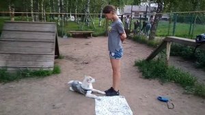 Дрессировка собак -Хаски Айс 4 мес.Дрессировщик Анна