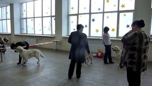 МОНО зол.ретриверов,выставка "ИМПЕРИЯ" сравнение на ЛК