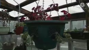 Формируем кашпо из Дихондры и Колеуса.