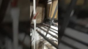 Африканский сом и карпы в одном еврокубе.