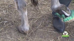 Расчистка и обрезка копыт ослика Моисея