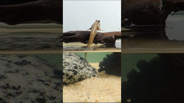 Что ты такое!? Чудо рыба - илистый прыгун! смотреть онлайн