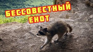 ПРИКОЛЫ С ЖИВОТНЫМИ // Бессовестный енот укусил