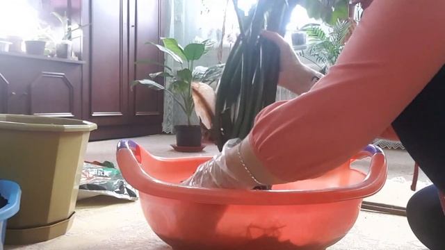 Дом в цветах// Пересаживаю большой замиокулькас// смотреть онлайн