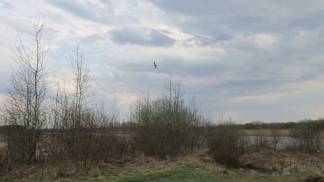 Полёт кроншнепа смотреть онлайн