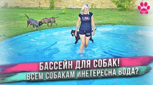 Наливаем бассейн для собак! Всем уже не терпится купаться!