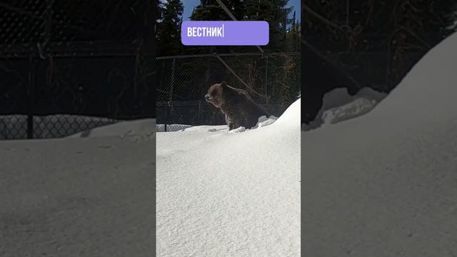 Проснись и ты