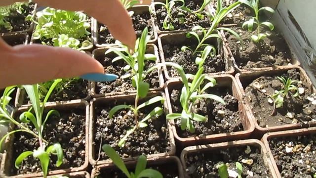 Как получить пышный куст ГВОЗДИКИ ШАБО — правильно ПРИЩИПНУТЬ!