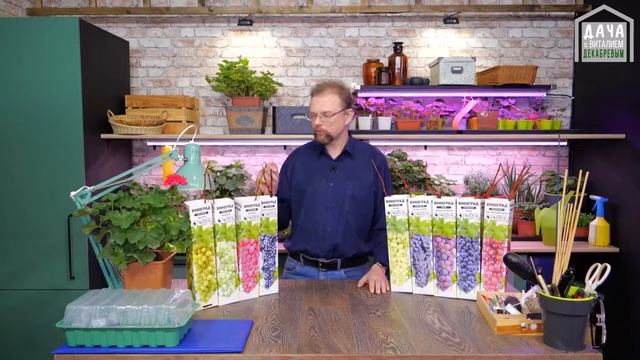 Эти сорта винограда не нужно обрезать и укрывать. Топ зимостойких сортов